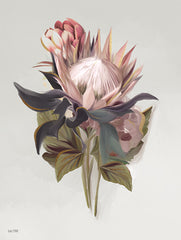 FEN1168 - Wild Plum Protea - 12x16