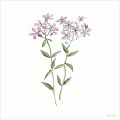 CIN4364 - Phlox Botanical - 12x12