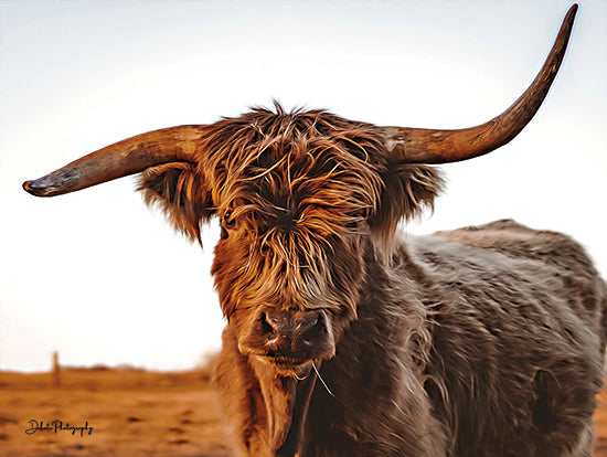 Dakota Diener DAK101 - DAK101 - Crazy Horn - 16x12 Cow, Highland Cow, Farm Animals, Animal, Portrait, Photography from Penny Lane