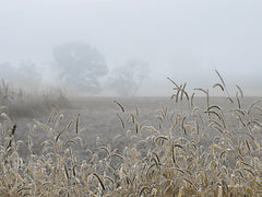 LD2581 - Roadside Grass - 16x12
