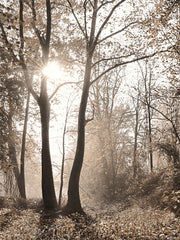 LD3064 - Woodland Sunrise - 12x16