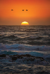 MPP1071 - California Pelicans at Sunset - 12x18