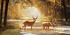 AS193 - Deer in Fall - 18x9