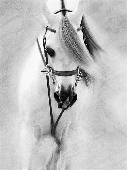 Kari Brooks KARI170 - KARI170 - Softly - 12x16 Horse, White Horse, Portrait, Black & White from Penny Lane