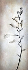LD3074 - Hosta Blossoms II  - 6x18