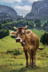 MPP1131 - Swiss Cow - 12x18