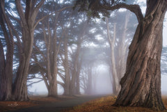 MPP1144 - Cypress Tree Tunnel - 18x12