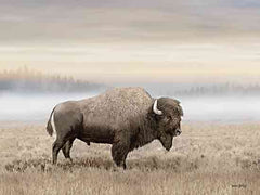 AS149 - Morning Sunrise Bison - 16x12