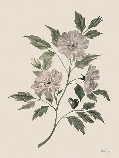 Cat Thurman Designs CTD151 - CTD151 - Wild Rose     - 12x16 anemone flower illustration, botanical floral print, gray white blossoms, detailed leaves, vintage botanical drawing from Penny Lane