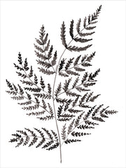DOG336 - Simple Fern in Black - 12x16