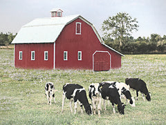 LD3624 - Grazing Cows - 16x12