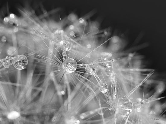 Lori Deiter LD3721 - LD3721 - Droplet in Time I - 16x12 close-up, dandelion, water droplets, black and white macro, nature detail, fine art photography from Penny Lane