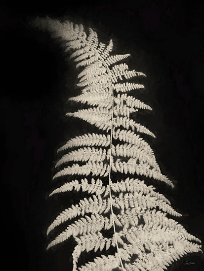 Lori Deiter LD3735 - LD3735 - Forest Ferns II - 12x16 fern leaf, botanical study, black backdrop, monochrome, foliage silhouette, natural patterns, detailed fronds, minimalistic plant art from Penny Lane