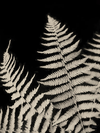 Lori Deiter LD3736 - LD3736 - Forest Ferns III - 12x16 botanical fern, dark background, monochrome leaf, foliage silhouette, detailed nature, textured fronds, plant study, natural patterns from Penny Lane