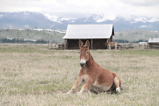 Lori Deiter LD3783 - LD3783 - Mountain Mule - 18x12 mule, sitting on grass, farm animal, barn, countryside from Penny Lane
