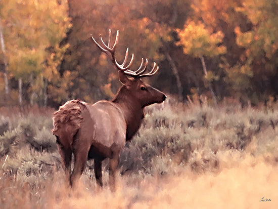 Lori Deiter LD3853 - LD3853 - Elk's Golden Antler - 16x12 bull elk with antlers in autumn forest, wildlife in meadow, fall foliage background, warm sunset glow, rustic outdoors, north american wildlife, painterly effect, seasonal fall, nature landscape, masculine lodge decor from Penny Lane