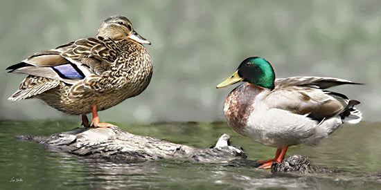 Lori Deiter LD3969 - LD3969 - Pond Pals - 18x9 pair of ducks, male and female mallards, water reflection, wildlife photography, nature scene, birdlife, pond habitat, detailed painterly art from Penny Lane