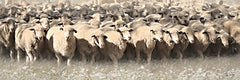 LD4071 - The Woolly Crowd - 36x12