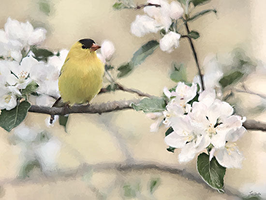 Lori Deiter LD4196 - LD4196 - Sunshine Branch I - 16x12 animals, botanical, holidays & seasonal, birds, floral, trees, spring, goldfinch, apple blossoms, branch, whimsical, contemporary, photography, white from Penny Lane