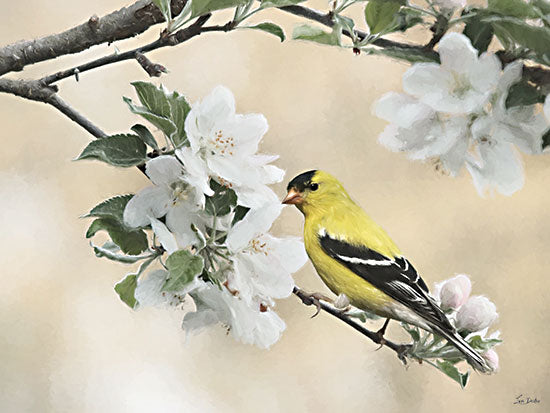 Lori Deiter LD4197 - LD4197 - Sunshine Branch II - 16x12 animals, botanical, holidays & seasonal, birds, floral, trees, spring, goldfinch, apple blossoms, branch, blossoms, painterly, whimsical, oil painting, neutral from Penny Lane