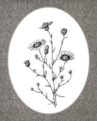 LET1378 - Vintage Botanical IV - 12x16