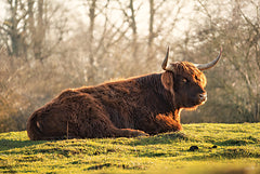 MPP1019 - Scottish Highland - 18x12
