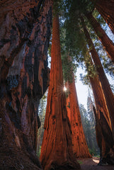 MPP1079 - Sunlight Among the Sequoias - 12x18