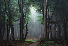 MPP1099 - The Path to Somewhere - 18x12