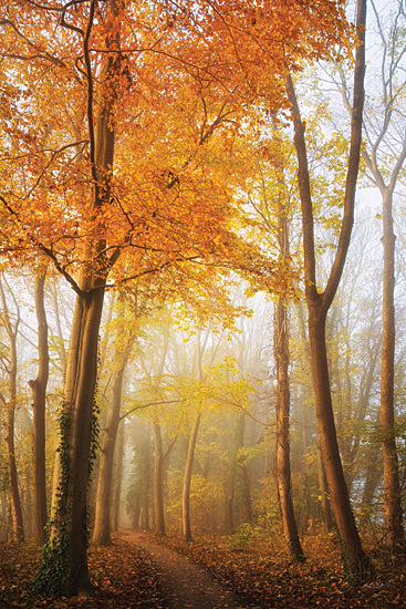 Martin Podt MPP1115 - MPP1115 - Autumn in Full Swing - 12x18 autumn forest path, golden leaves, fall woodland, misty morning, glowing foliage, orange canopy, tree-lined trail, serene nature walk, peaceful woods, seasonal landscape, vertical composition, warm light, tranquil atmosphere, deciduous trees, rustic path, foggy forest, woodland scenery, cozy autumn, natural beauty, scenic outdoors from Penny Lane