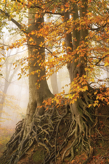 Martin Podt MPP1117 - MPP1117 - Roots in Autumn Dress - 12x18 exposed tree roots, autumn forest, golden leaves, ancient trees, root system, woodland floor, foggy forest, moody autumn, textured bark, natural patterns, enchanted woods, earthy tones, fall foliage, mystical landscape, forest detail, gnarled roots, serene woodland, vertical composition, nature close-up, atmospheric scenery from Penny Lane