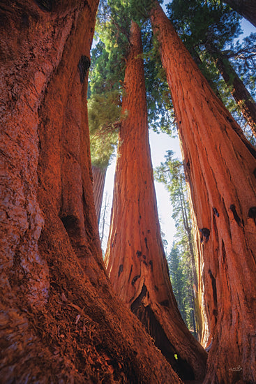 Martin Podt MPP1123 - MPP1123 - Simple Moments Bring Great Joy - 12x18 giant sequoias, upward perspective, redwood trunks, inspirational quote, simple moments, forest light, towering trees, majestic woodland, vertical forest art, peaceful nature, warm bark tones, sunlit canopy, California wilderness, awe-inspiring scale, serenity, grounding outdoors, natural monument, scenic photography, woodland inspiration, decorative typography from Penny Lane