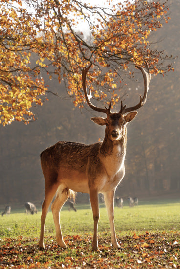 Martin Podt MPP1135 - MPP1135 - Sunny Autumn Day - 12x18 majestic deer stag portrait, antlers wildlife photography, autumn forest animal, wild deer standing, nature wildlife scene from Penny Lane