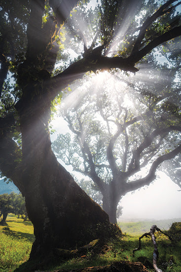 Martin Podt MPP1156 - MPP1156 - Bending Rays - 12x18 sun rays through trees, magical light, lush green meadow, twisted branches, ancient trees, enchanted forest, soft mist, ethereal glow, dreamlike setting, peaceful morning from Penny Lane