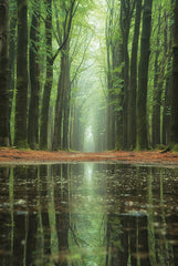 MPP1181 - Reflecting Heights     - 12x18