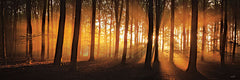 MPP1210 - Nature's Glow - 36x12