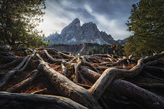MPP1232 - Rooted in the Mountains - 18x12