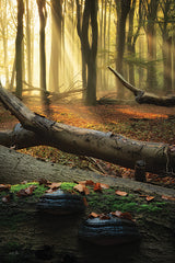 MPP1235 - Forest Magic - 12x18