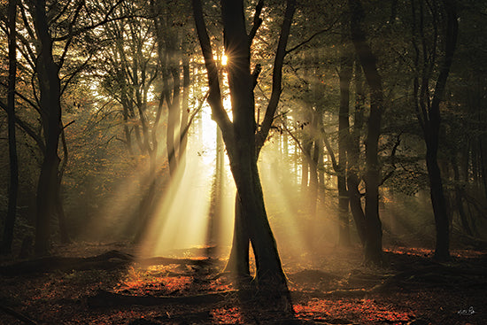 Martin Podt MPP1257 - MPP1257 - Dancing in the Sunlight - 18x12 forest sunlight, rays of light, trees, autumn leaves, nature photography, morning glow, moody forest, woodland path, tranquility from Penny Lane