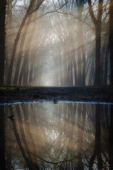 MPP1262 - Reflection of Winter - 12x18