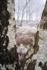 MPP1268 - Hoarfrost View - 12x18