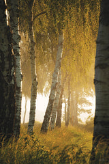 MPP1294 - Birches in the Morning Light - 12x18