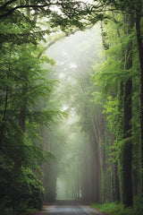 MPP1302 - The Tree Tunnel - 12x18