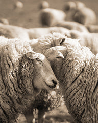 MPP840 - Hugging Sheep    - 12x16
