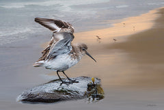 RLV729 - Sanderling Landing - 18x12