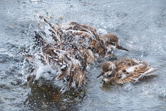RLV730 - Sanderling Splash Party - 18x12