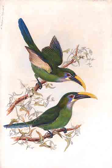 Stellar Design Studio SDS1471 - SDS1471 - Yellow Billed Toucanets - 12x18 toucan pair, green and yellow plumage, exotic flowers, jungle flora, detailed feathers, perched on branch, naturalist illustration, beak color contrast from Penny Lane