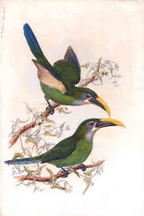 SDS1471 - Yellow Billed Toucanets - 12x18