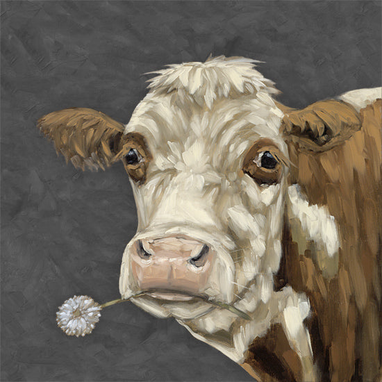 Sara G. Designs SGD276 - SGD276 - Looking Dandy - 12x12 cow portrait, farm animal, brown and white cow, flower in mouth, whimsical livestock art, humorous animal painting, close-up face, country farmhouse decor, expressive eyes, painterly brushwork, rustic barnyard theme, soft dark background, charming cow artwork from Penny Lane