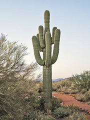 STAR262 - Sonoran Saguaro I - 12x16