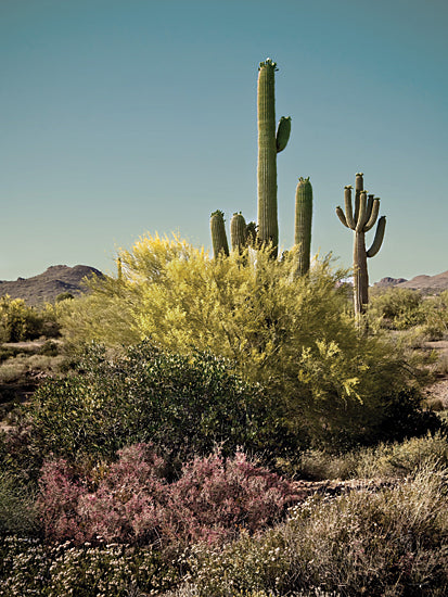 Catch A Star Fine Art STAR265 - STAR265 - Sonoran Symphony - 12x16 multiple saguaro cactus cluster, desert shrubs, Sonoran desert plants, southwest landscape scene, arid environment vegetation from Penny Lane